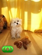 A white dog standing next to two brown teddy bears.