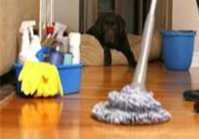 A dog is looking at the floor with a mop.